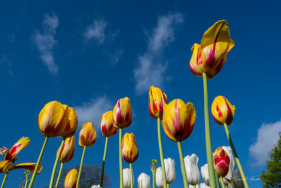 Dallas Arboretum 3-20-17-22
