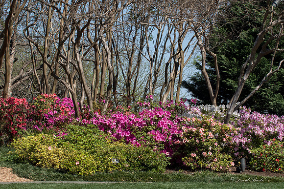 Dallas Arboretum 3-20-17-11