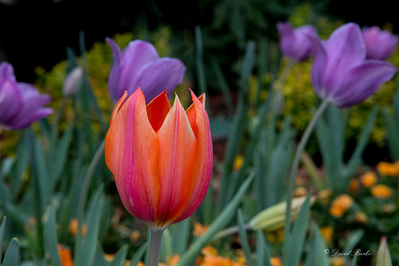 Dallas Arboretum 3-6-17-33