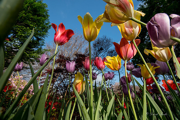 Dallas Arboretum 3-20-17-17