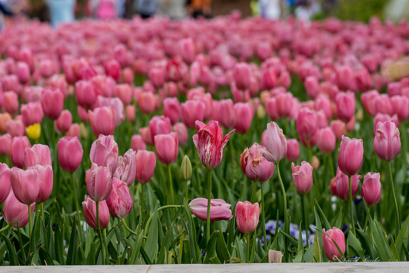 Dallas Arboretum March 2016-40