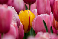 Dallas Arboretum March 2016-42