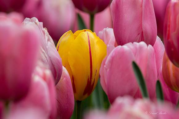 Dallas Arboretum March 2016-42