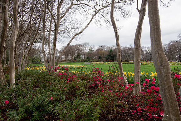 Dallas Arboretum 3-6-17-1
