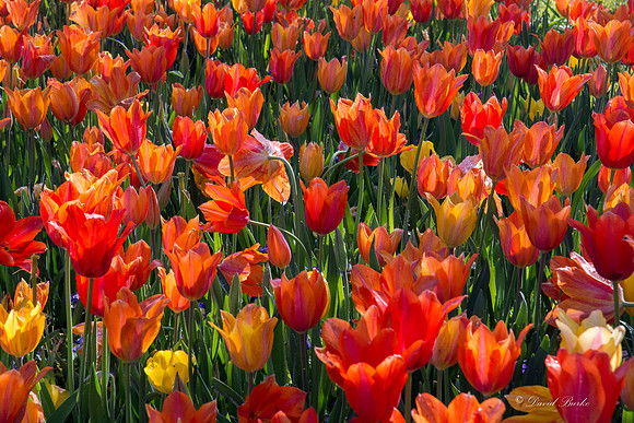 Dallas Arboretum 3-20-17-49
