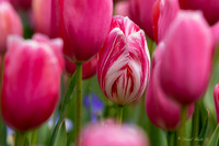 Dallas Arboretum March 2016-27