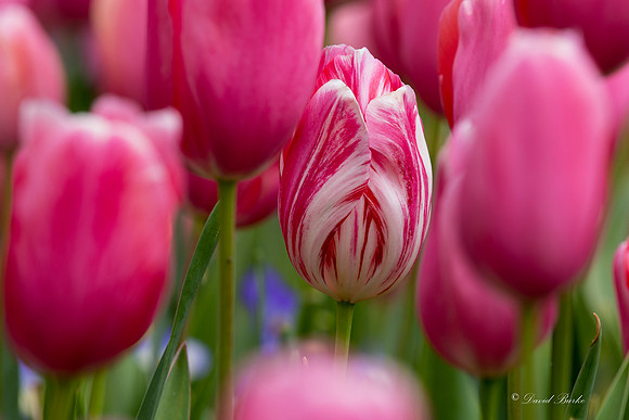 Dallas Arboretum March 2016-27