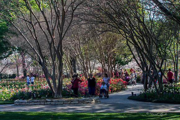 Dallas Arboretum 3-20-17-10