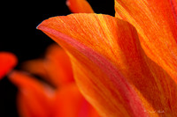 Dallas Arboretum March 2016-81