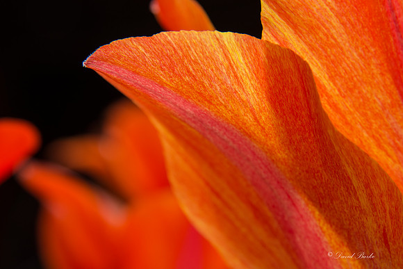 Dallas Arboretum March 2016-81