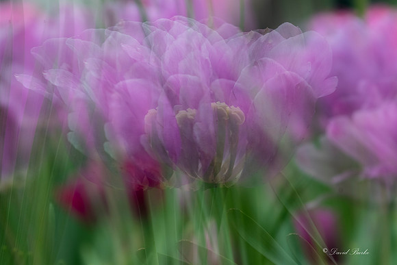 Dallas Arboretum 3-6-17-13