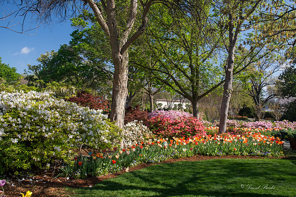 Dallas Arboretum 3-20-17-47