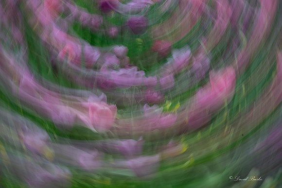 Dallas Arboretum 3-6-17-21