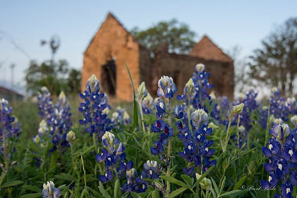 Bluebonnets Llano 2016-39