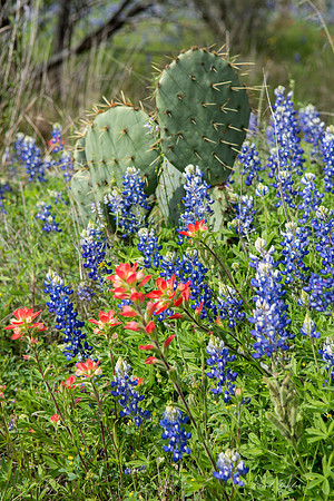 Bluebonnets Llano 2016-2