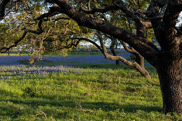 Bluebonnets Llano 2016-26