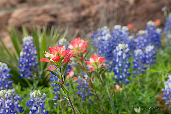 Bluebonnets Llano 2016-17