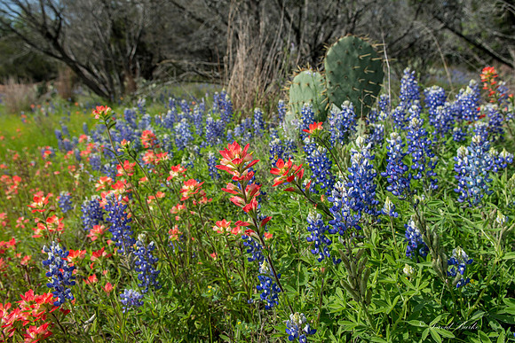 Bluebonnets Llano 2016-8