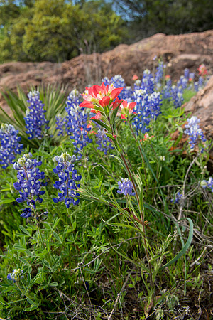 Bluebonnets Llano 2016-18