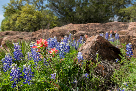 Bluebonnets Llano 2016-20