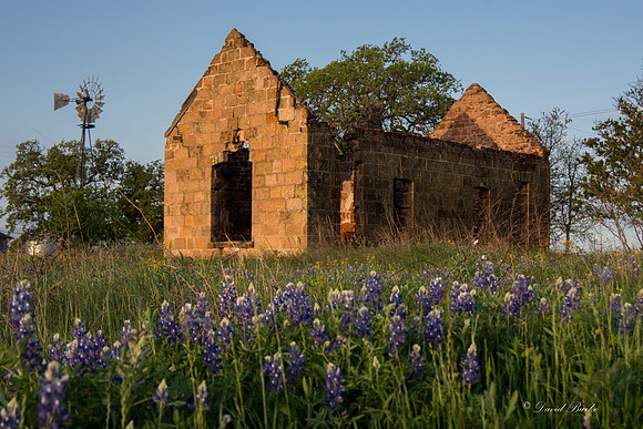 Bluebonnets Llano 2016-42