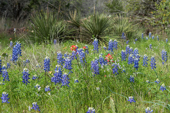 Bluebonnets Llano 2016-21