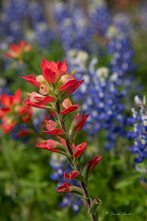 Bluebonnets Llano 2016-10