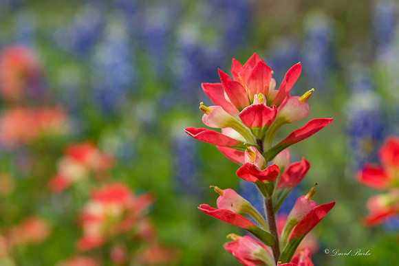 Bluebonnets Llano 2016-6