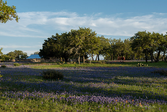 Bluebonnets Llano 2016-29