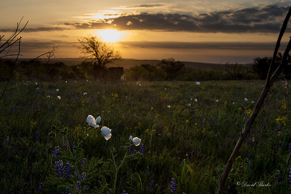 Bluebonnets Llano 2016-35