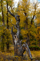 _NZ61774-Edit