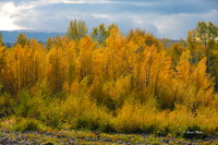 _NZ61761-Edit