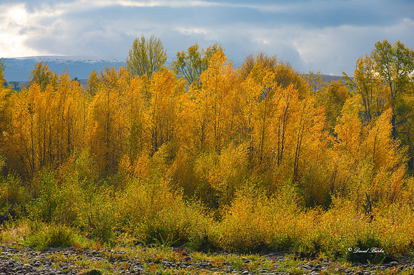_NZ61761-Edit