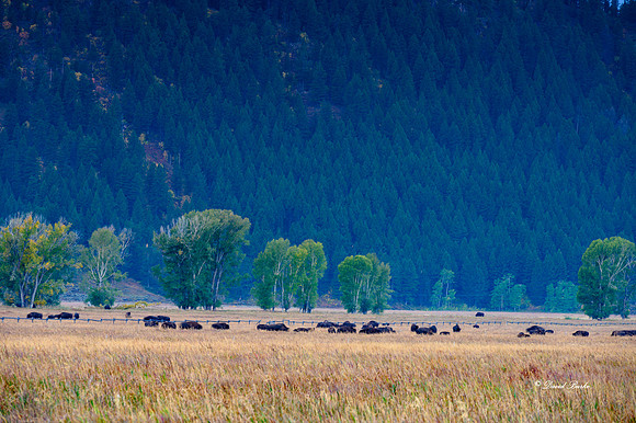 _NZ61706