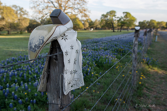 Bluebonnets Llano 2016-23