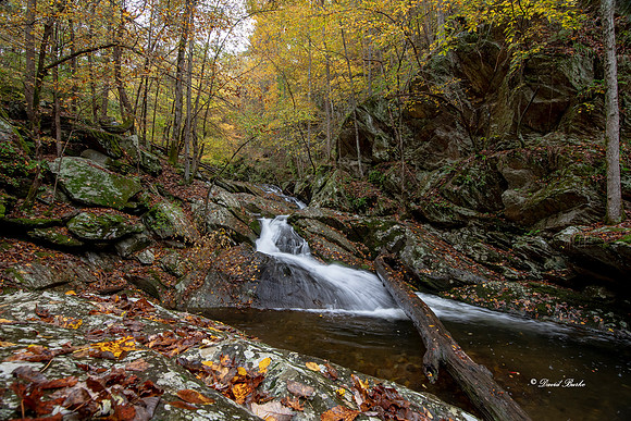 Fall 2018-252