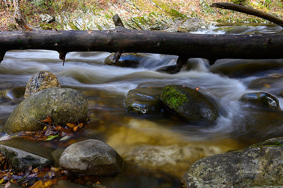 GSMNP 2021-44-Edit
