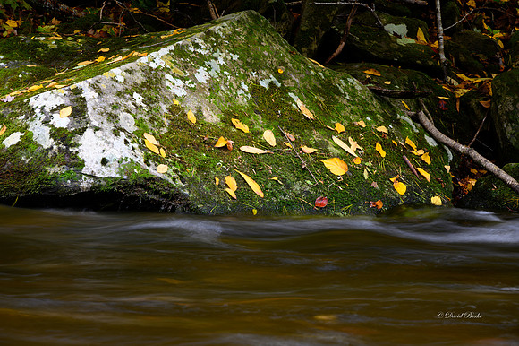 GSMNP 2021-64