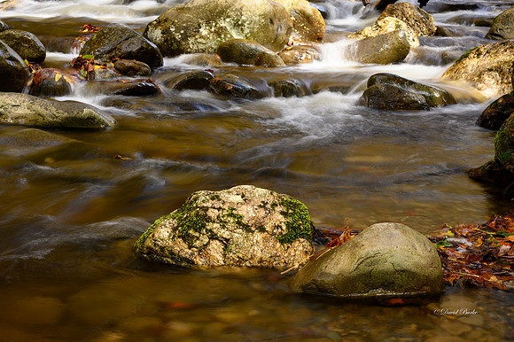 GSMNP 2021-49-Edit