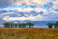 _NZ61702