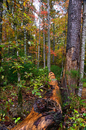 GSMNP 2021-11