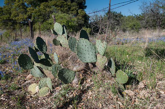 Bluebonnets - Hill Country - 2014-7