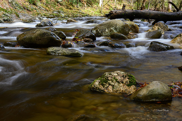 GSMNP 2021-50-Edit