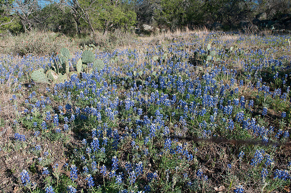 Bluebonnets - Hill Country - 2014-10
