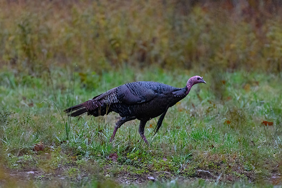 GSMNP 2021-7-Edit-Edit
