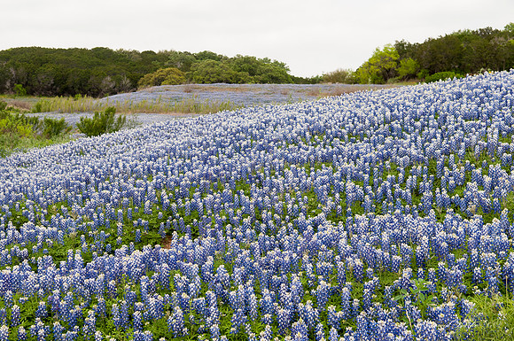 Bluebonnets Hill Country 2015-9