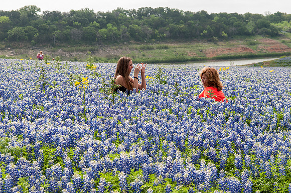 Bluebonnets Hill Country 2015-11