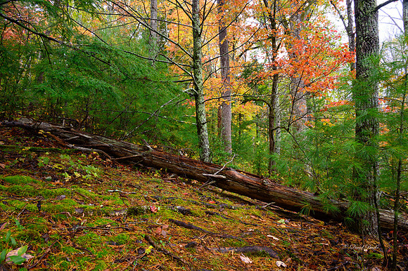 GSMNP 2021-17
