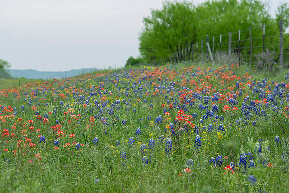 Bluebonnets Hill Country 2015-27