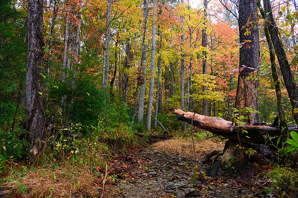 GSMNP 2021-10